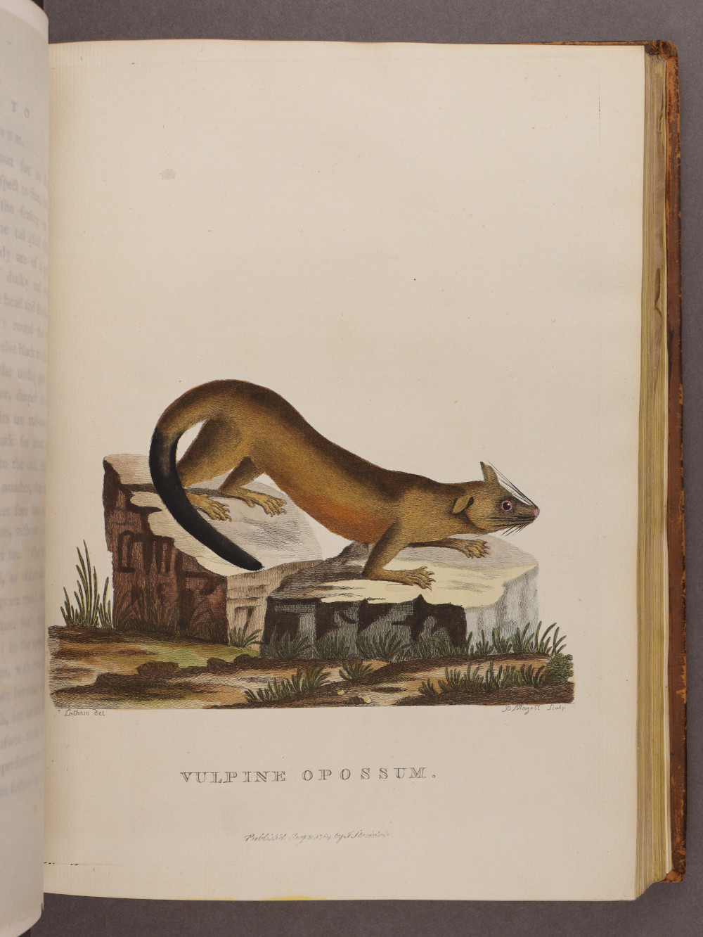 Plate 16